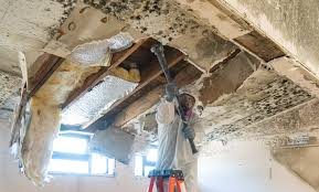 Best Black Mold Removal  in Rupert, ID